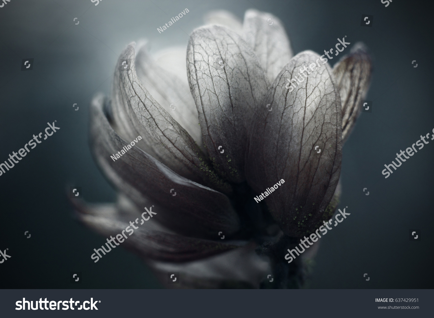 Creative abstract. Herbarium with mild focus.