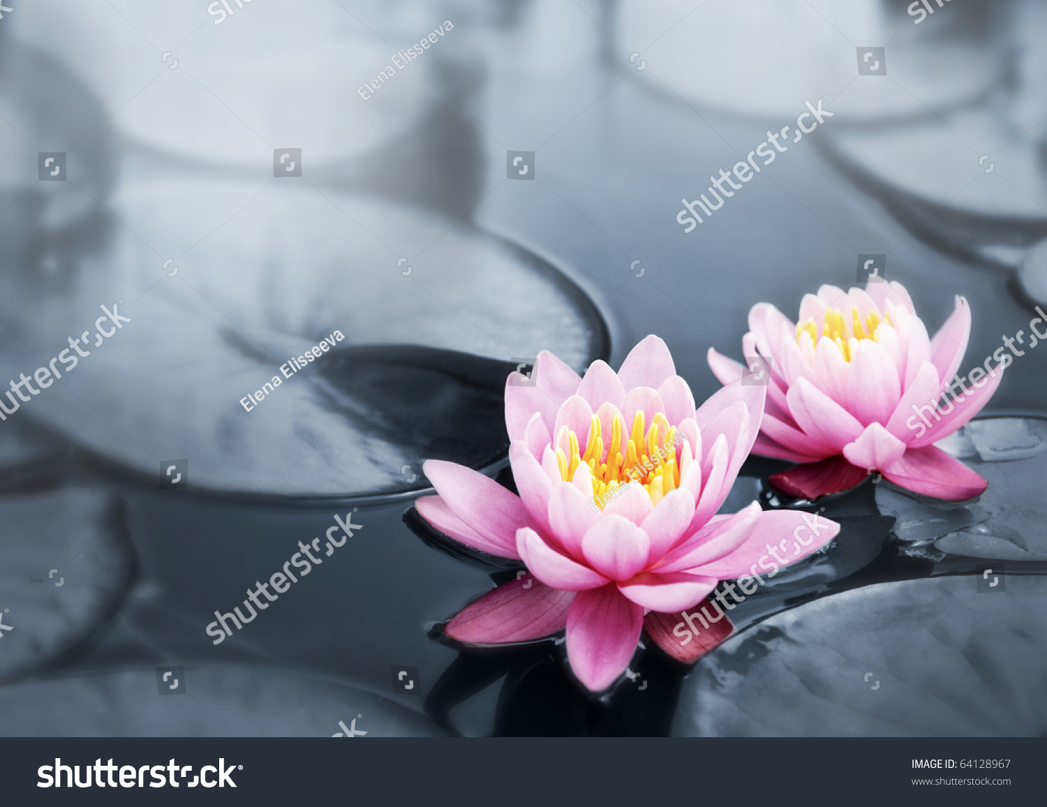 Pink lotus blossoms or water lily flowers blooming on pond