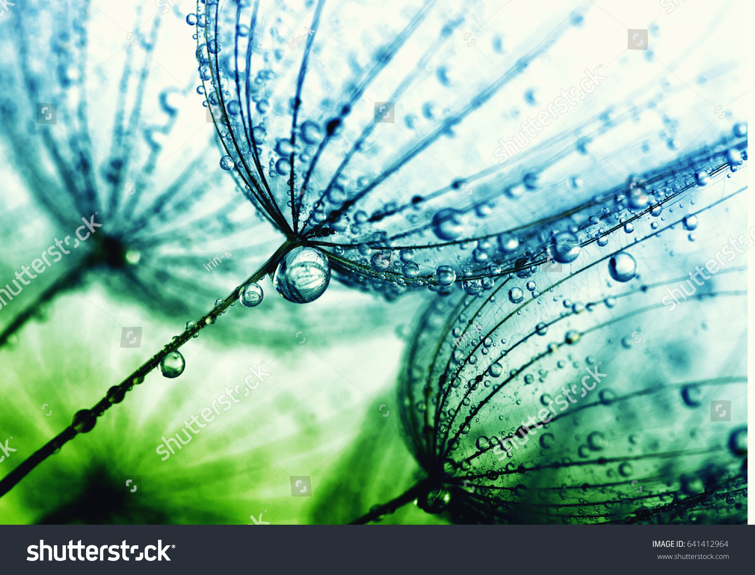 Abstract dandelion flower background. Seed macro closeup. Soft focus . Spring nature