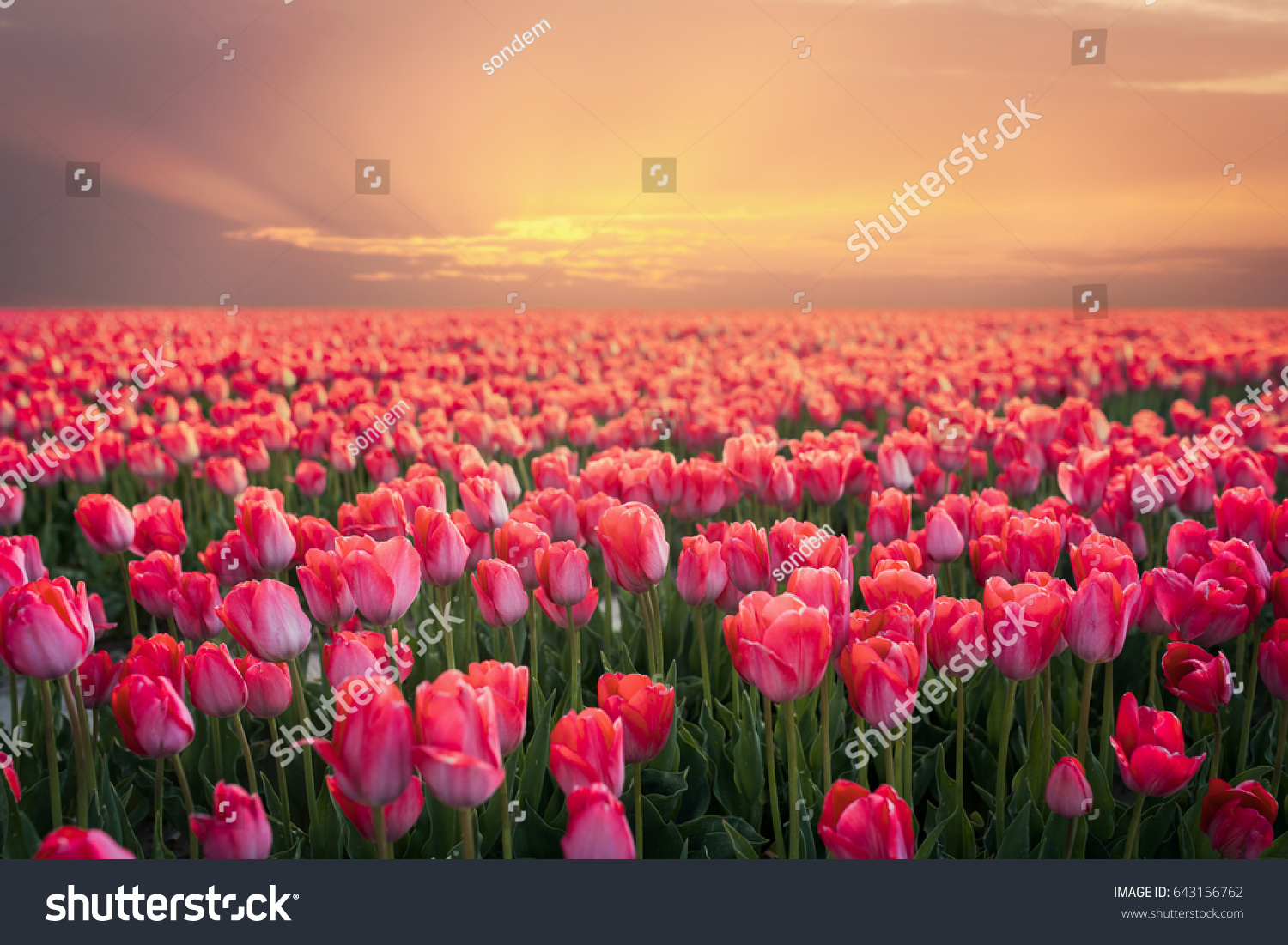 A magical landscape with sunrise over tulip field