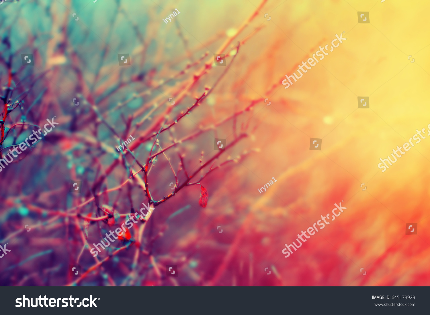 Rain drops on the plant branch. Autumn sunset background.