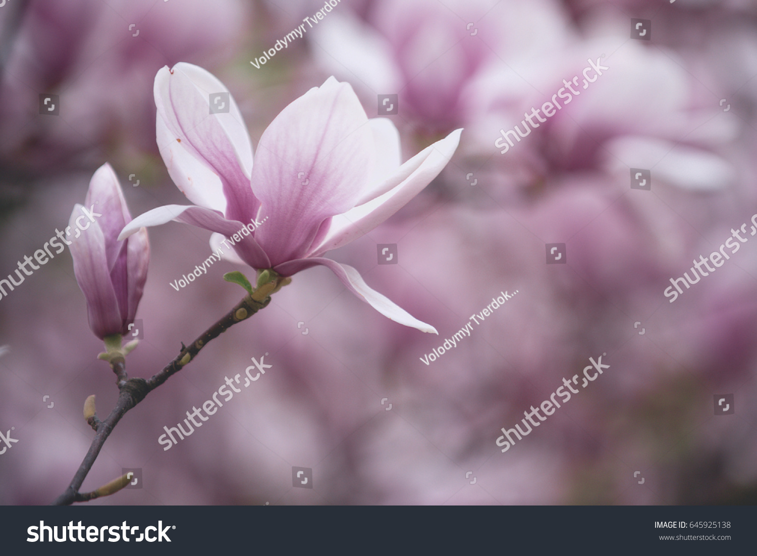 flower background  Valentines day  Mothers day  summer or spring nature in garden