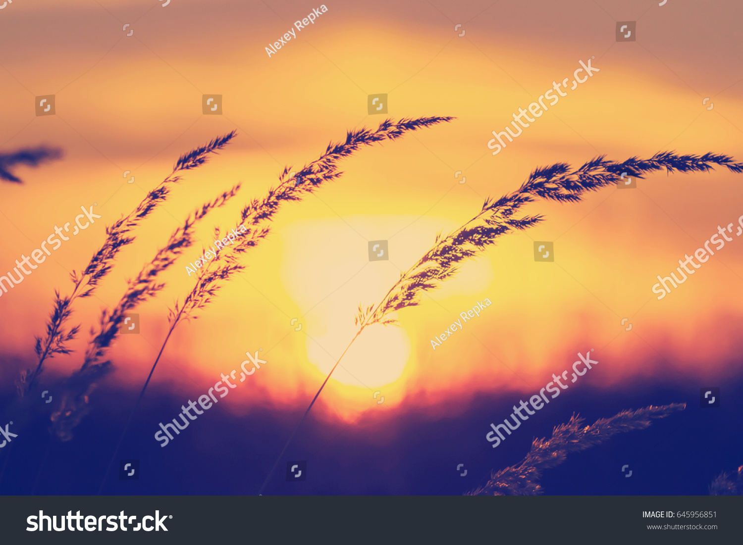 sunset at grass field meadow
