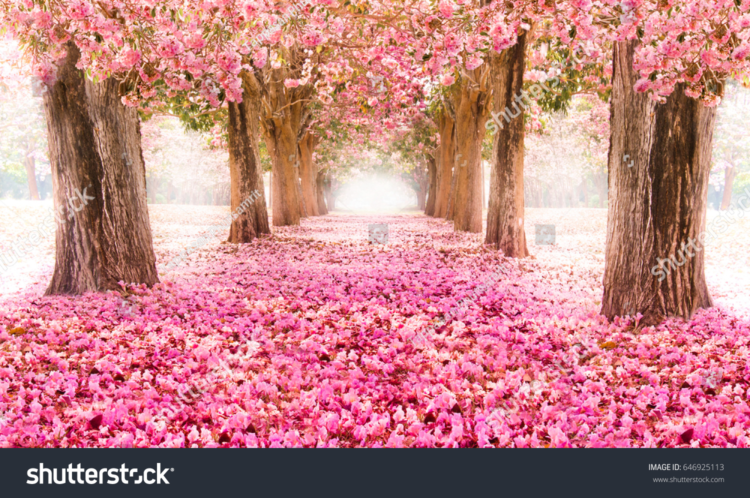 The romantic tunnel of pink flower trees