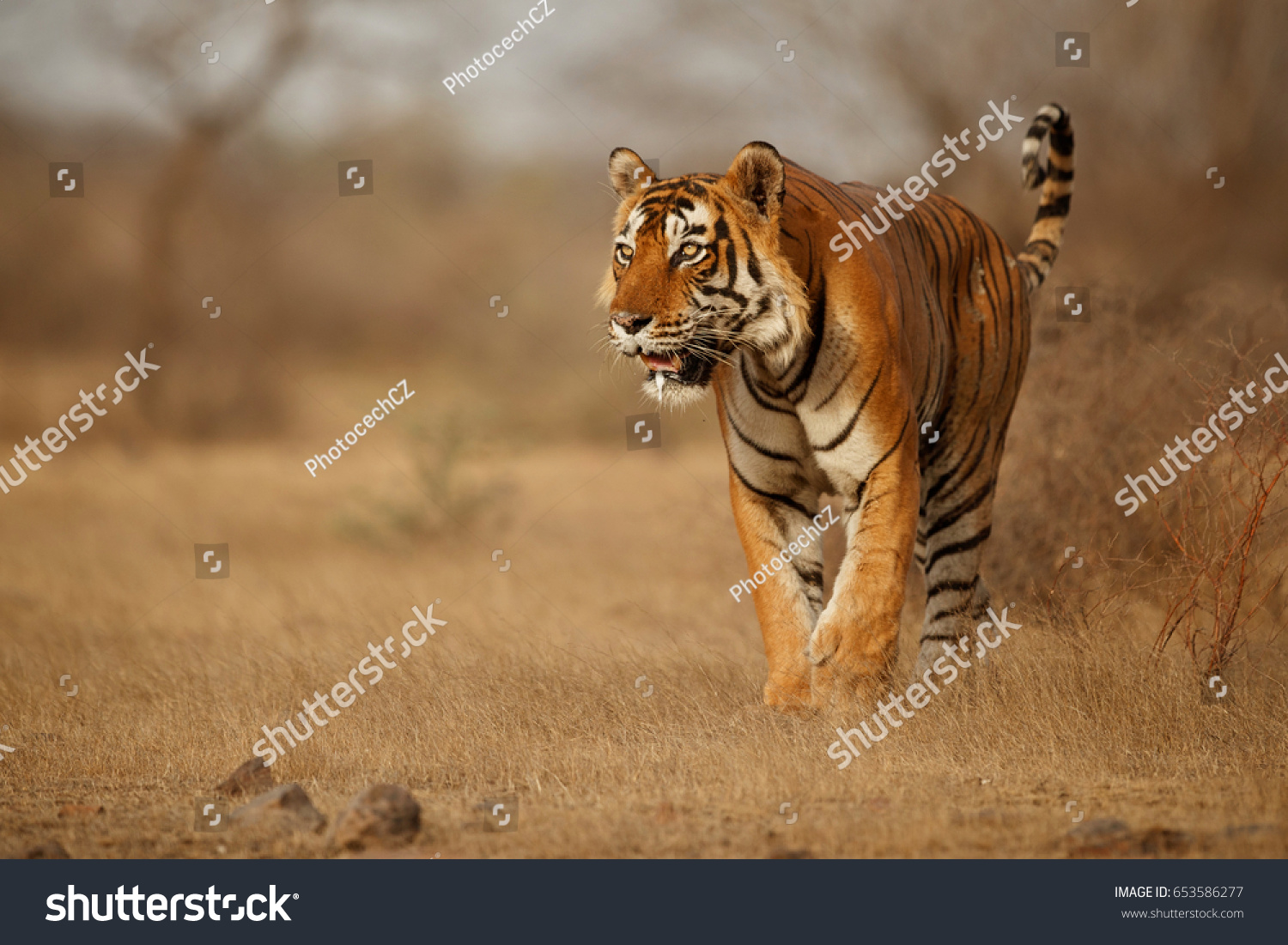 Tiger in the nature habitat. Tiger male walking head on composition. Wildlife scene with danger animal. Hot summer in Rajasthan  India. Dry trees with beautiful indian tiger  Panthera tigris