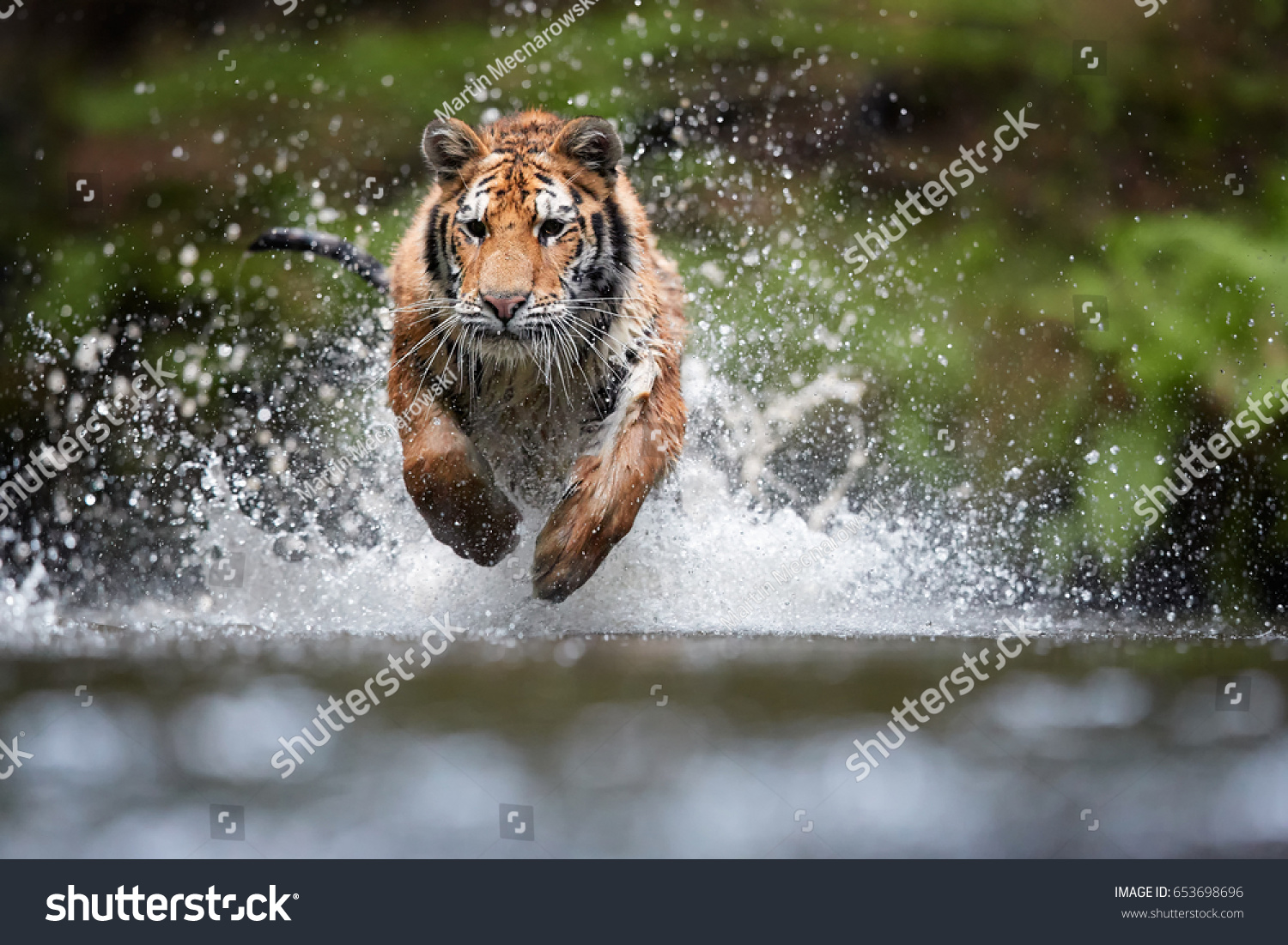 Siberian tiger  Panthera tigris altaica  low angle photo in direct view  running in the water directly at camera with water splashing around. Attacking predator in action. Tiger in taiga environment.