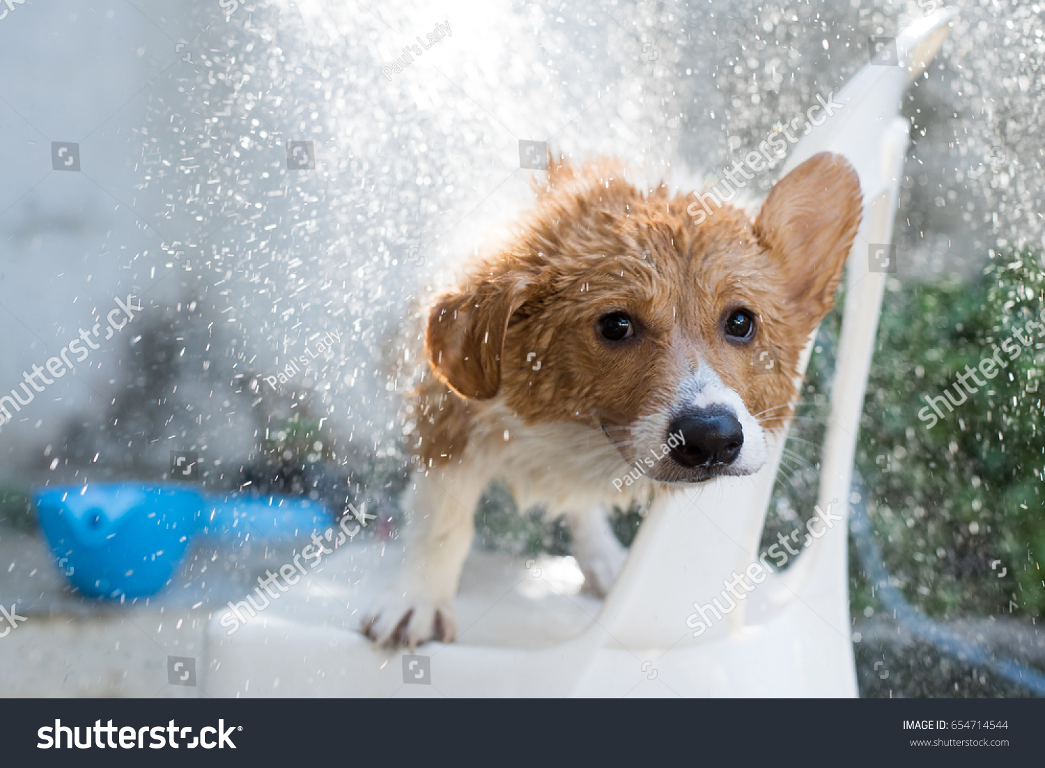 Welsh corgi take a bath