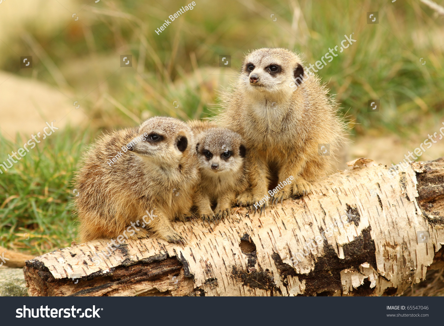 Family of meerkats on a log