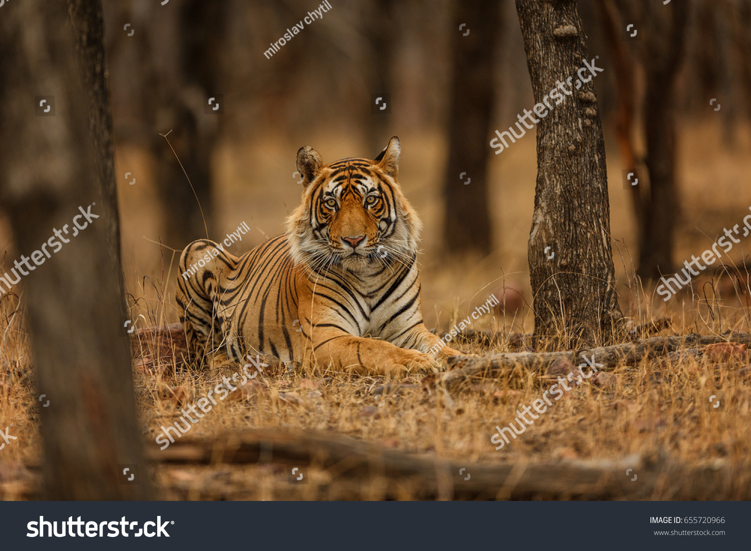 tiger