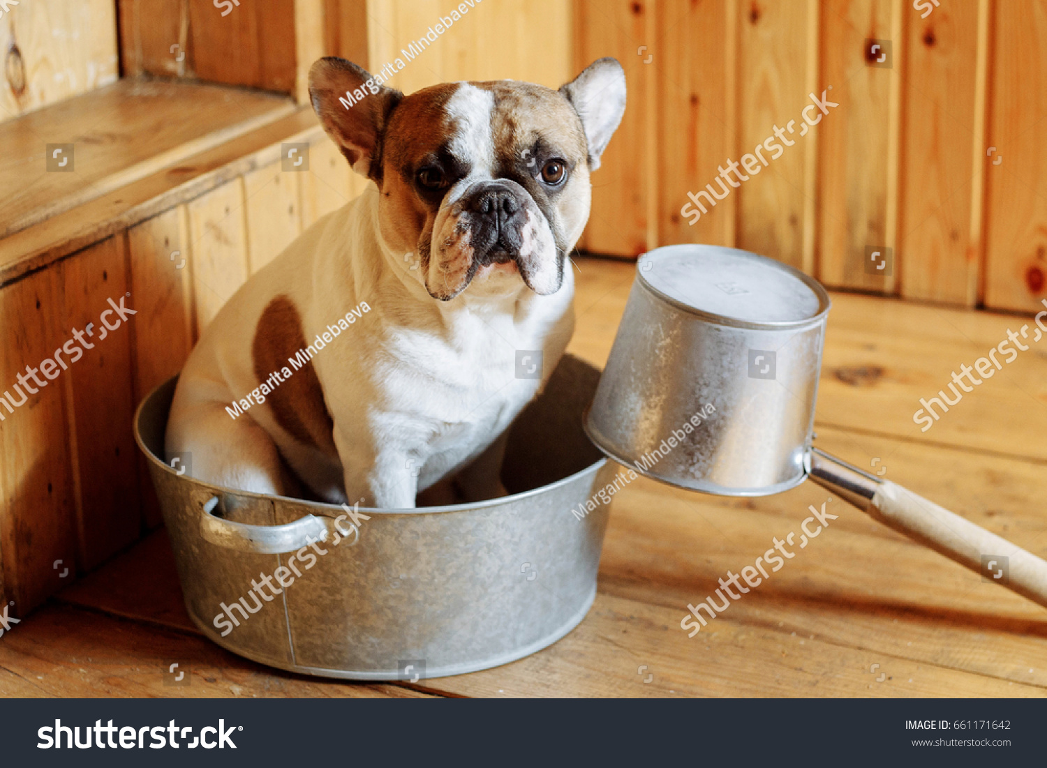 french bulldog in the vaporarium bath