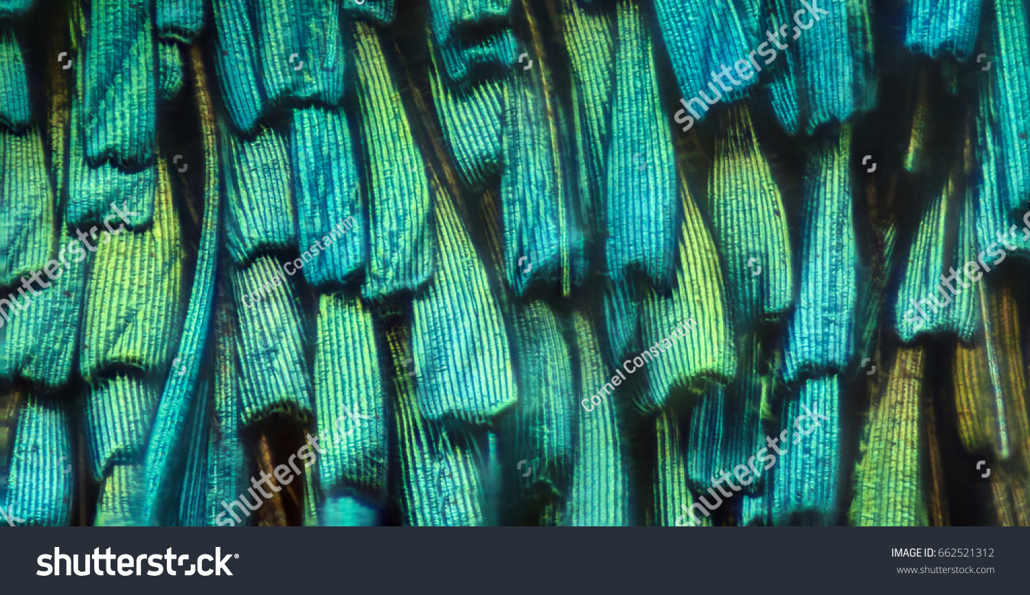 Extreme magnification - Butterfly wing under the microscope