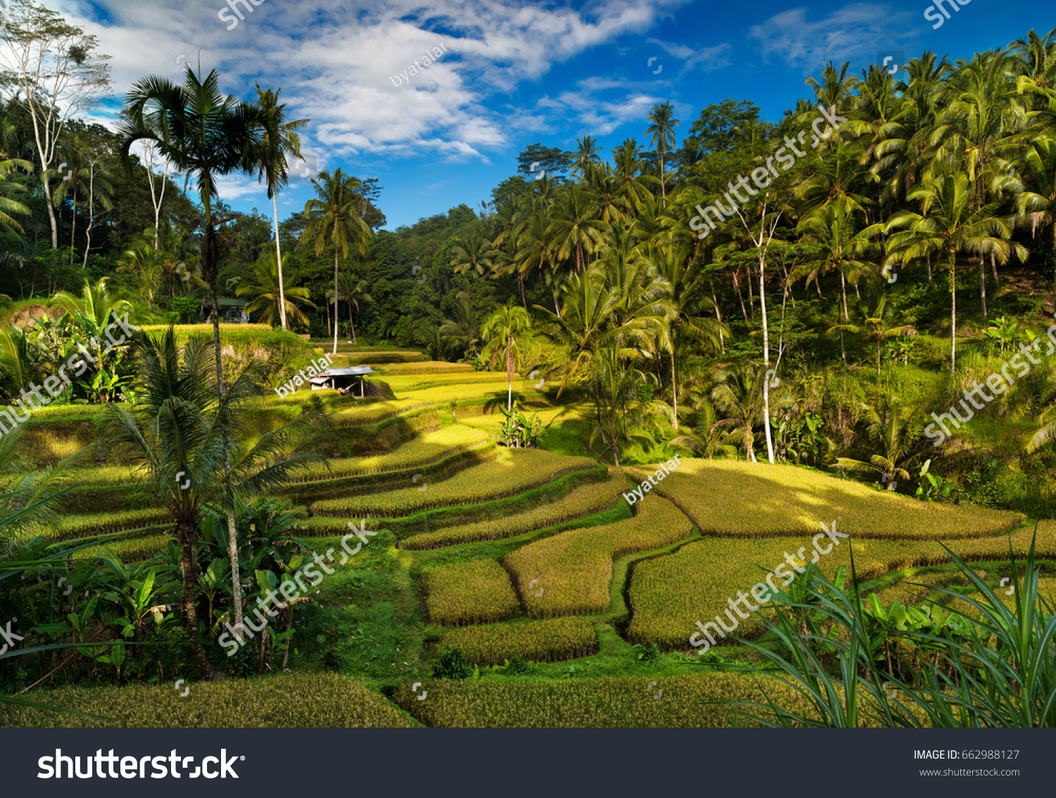 Tegallalang rice fields. Ubud - Bali - Indonesia