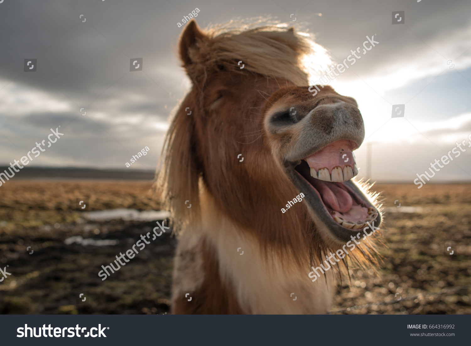 Funny and crazy Icelandic horse