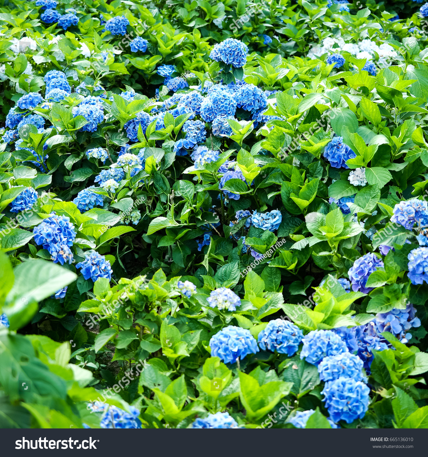 blue hydrangea flowers
