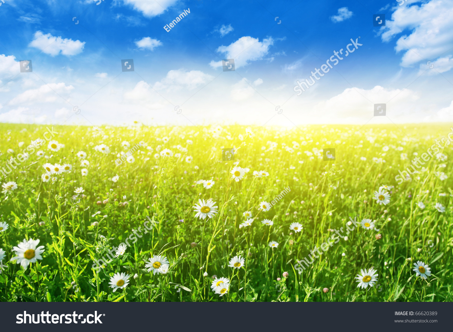 Flower field on sunny day.