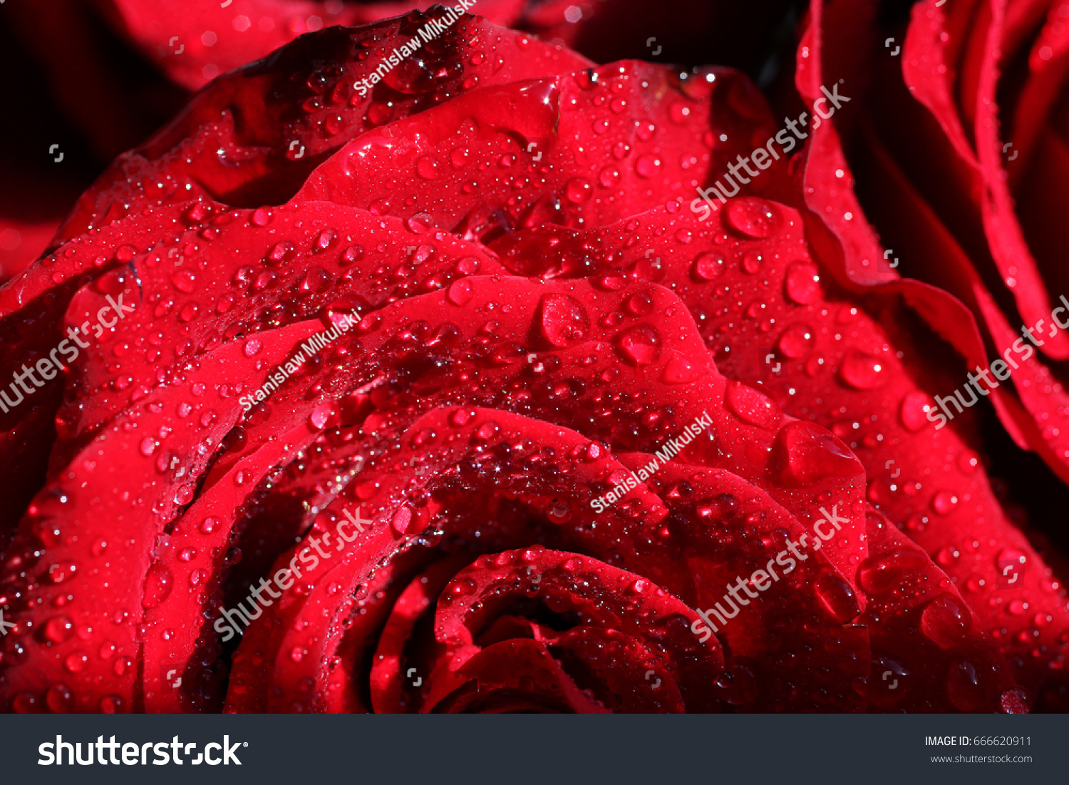 Roses in drops of dew