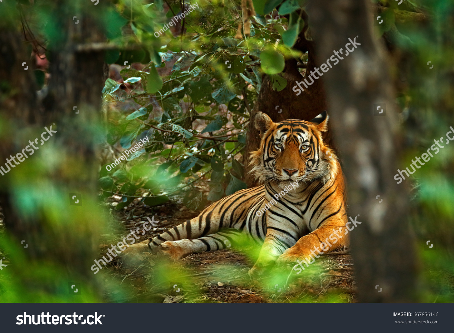 Indian tiger male with first rain  wild animal in the nature habitat  Ranthambore  India. Big cat  endangered animal. End of dry season  beginning monsoon.