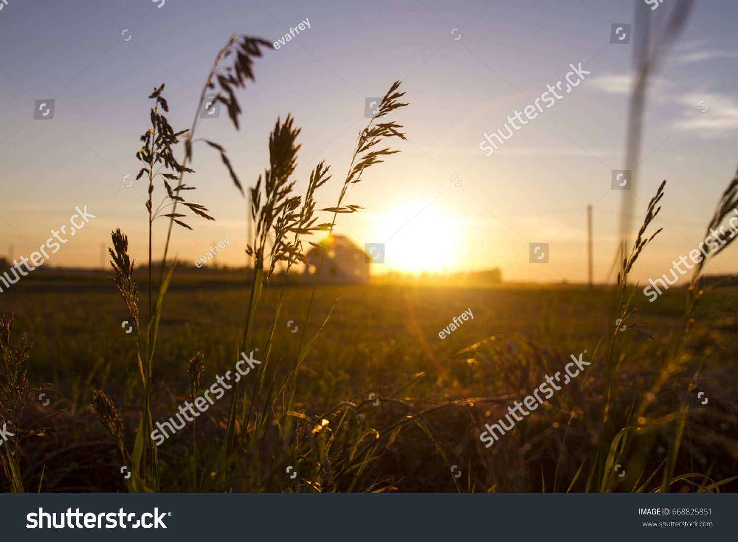 The grass at sunset
