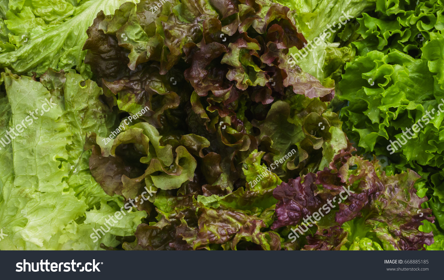 fresh organic salad greens for sale at a local farmers market