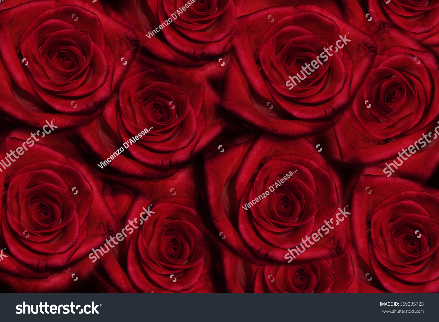 Red rose