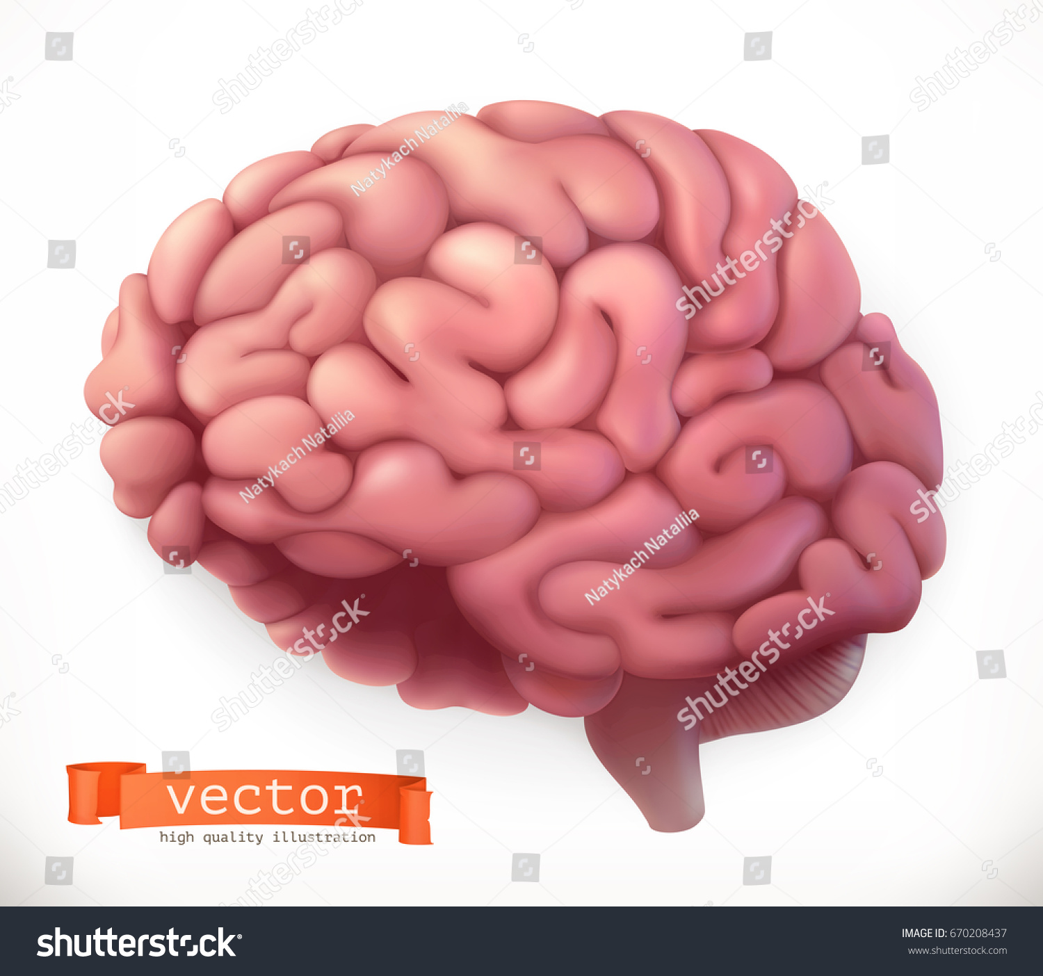 Brain. 3d vector icon.