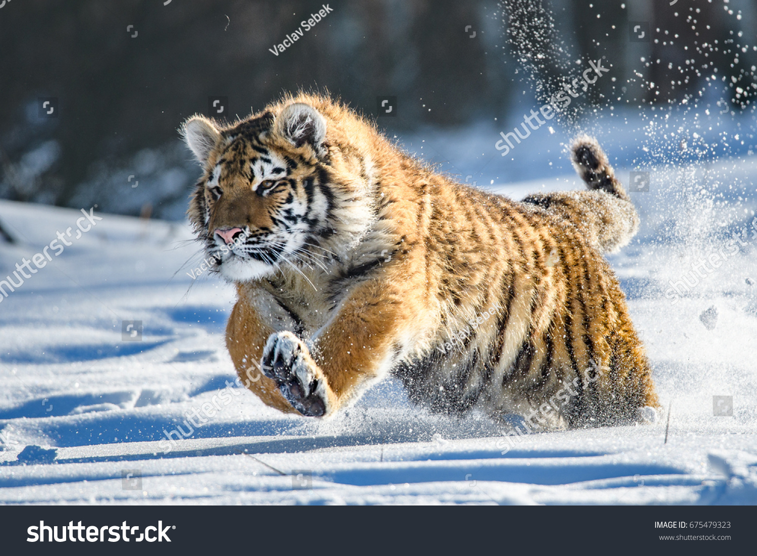 Siberian Tiger in the snow (Panthera tigris) 