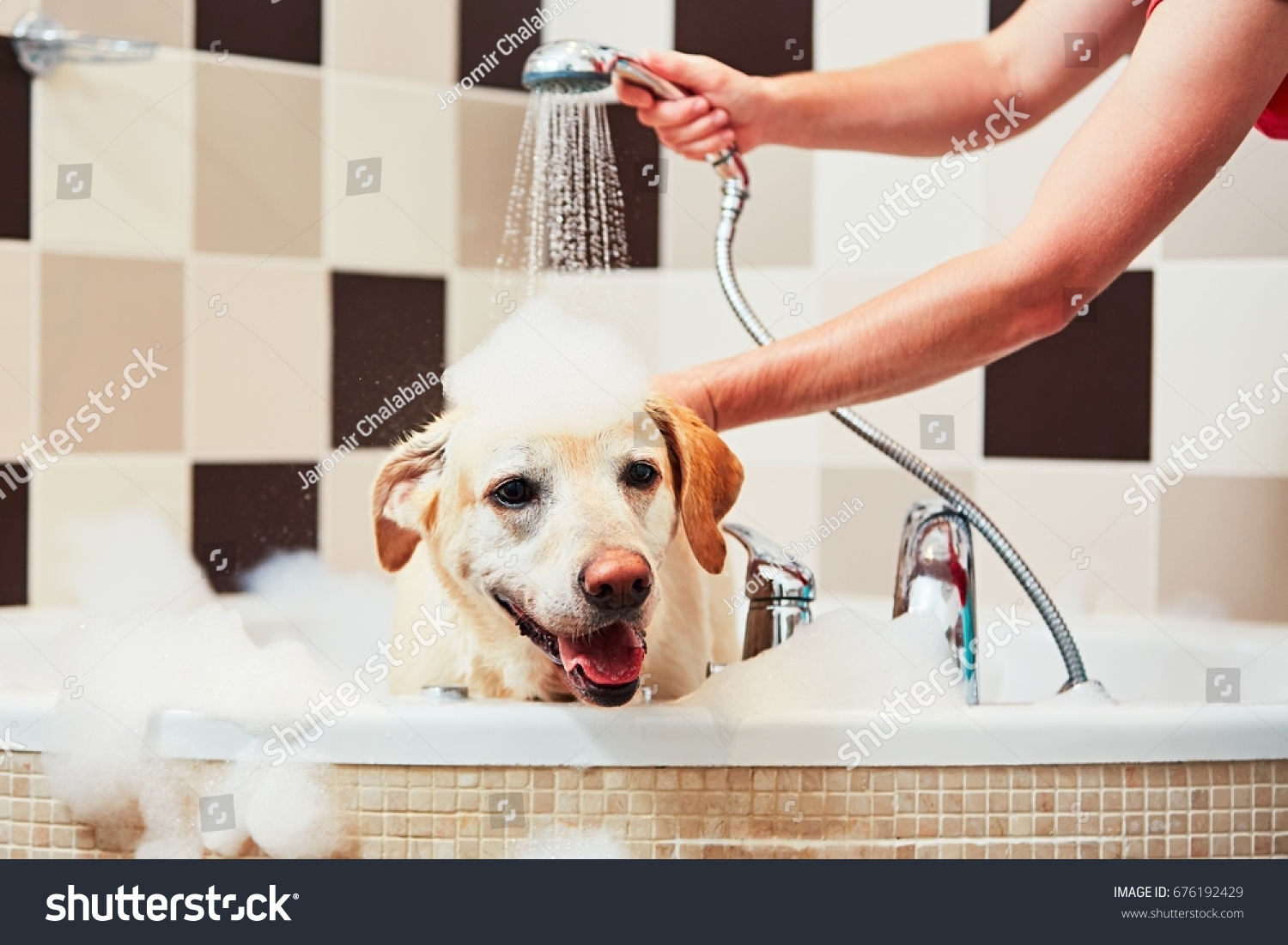 Bathing of the yellow labrador retriever. Happiness dog taking a bath.