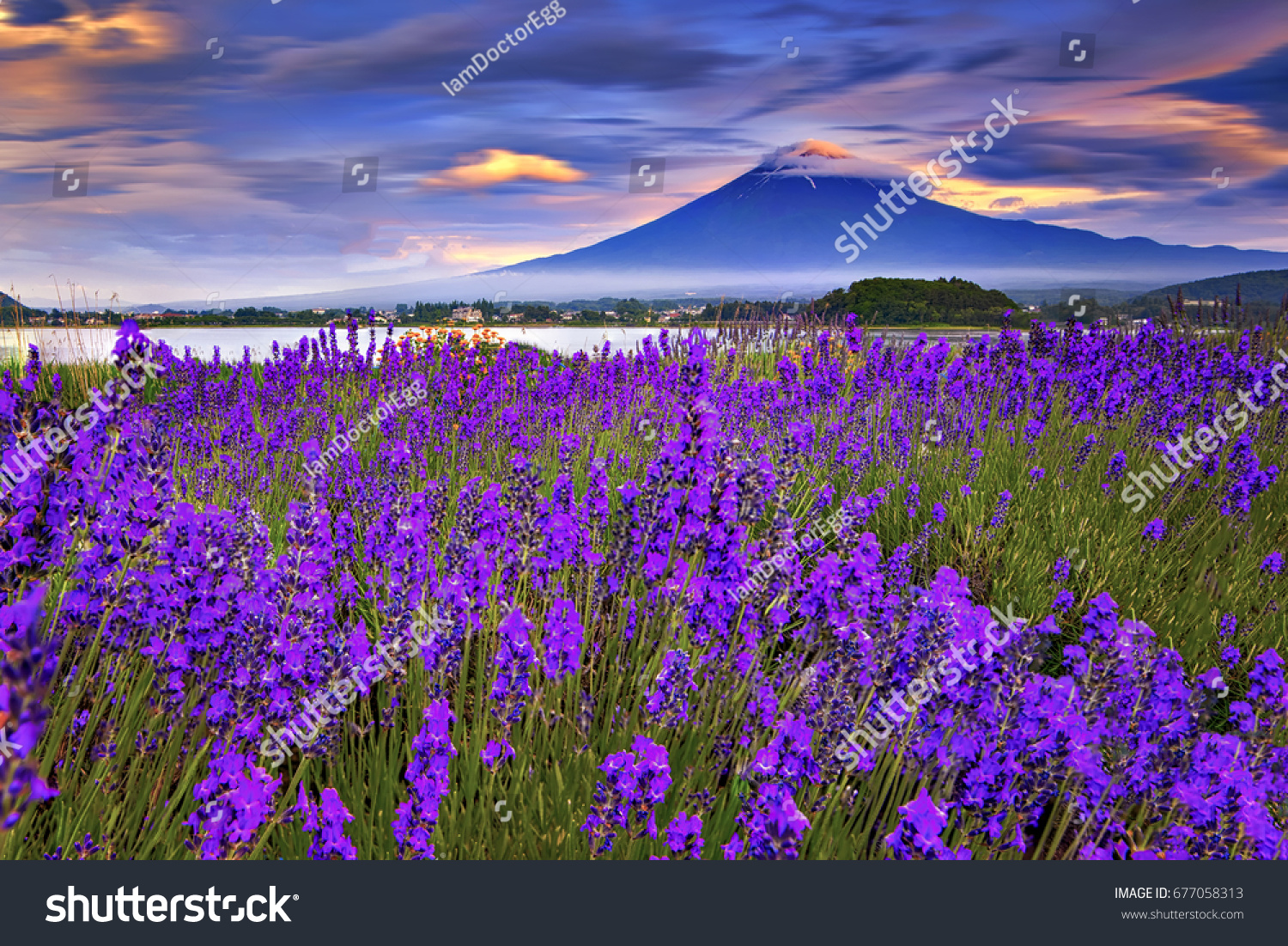Fuji Mountain and Lavender Field at Oishi Park  Kawaguchiko Lake  Japan