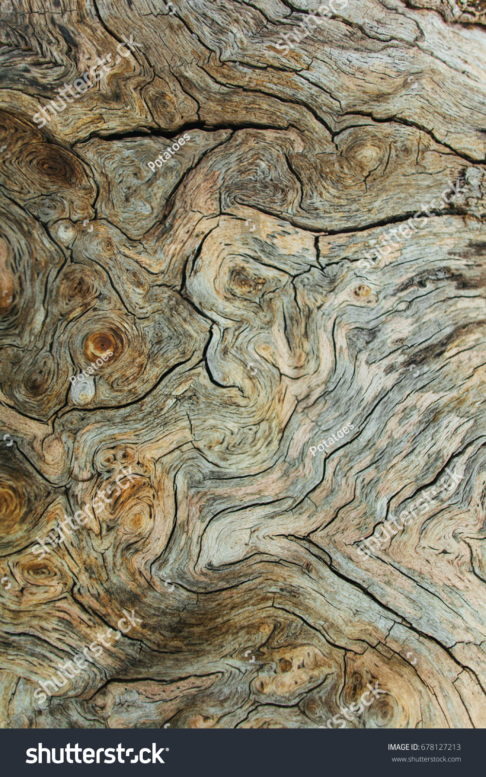 Beautiful wood texture. The natural texture. Organic texture. Natural background

