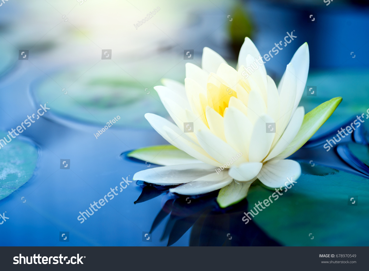 beautiful  White Lotus Flower with green leaf in in pond