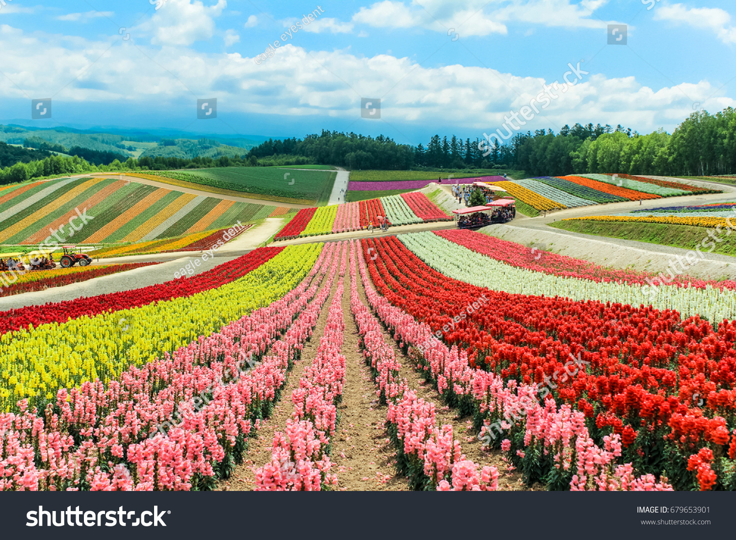 colorful flower field at Shikisai no oka farm Biei Hokkaido