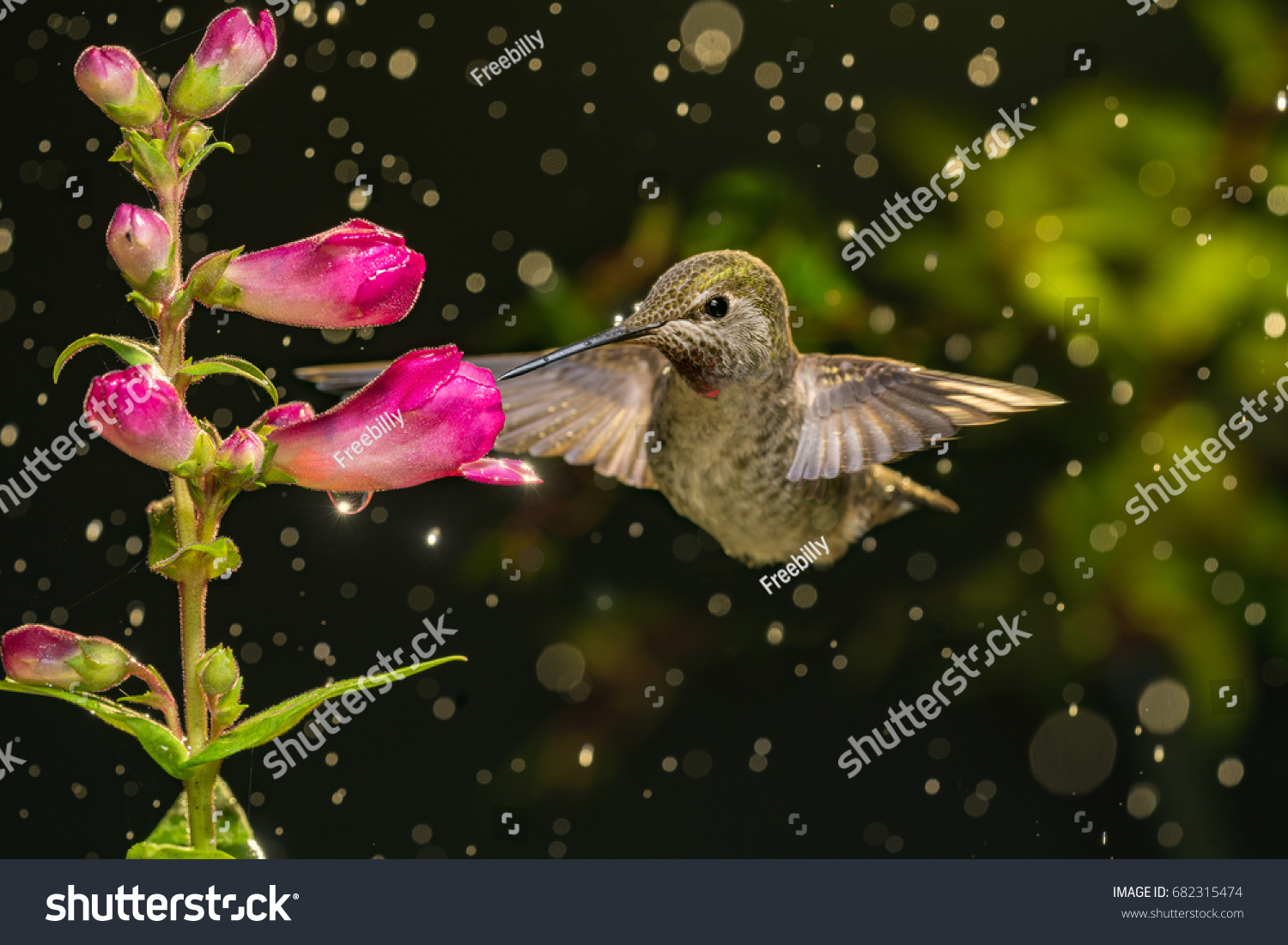 A photo of hummingbird visits flowers in raining day.