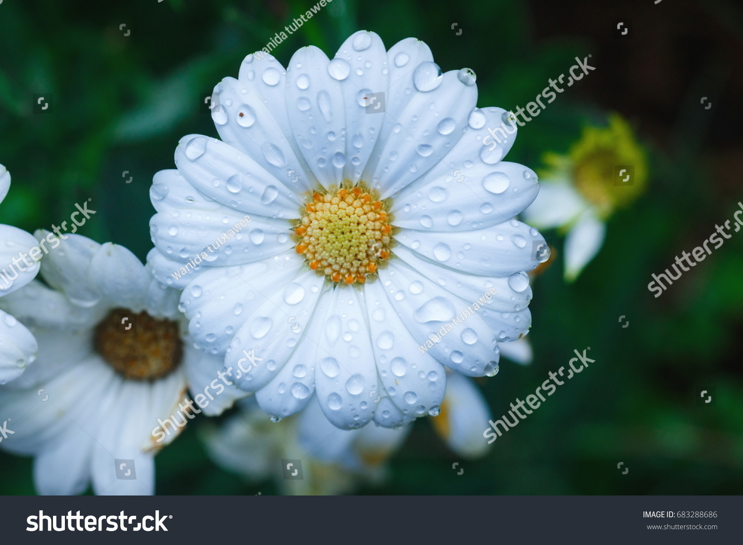 Fresh flowers Drops of water on the pink flowers after the rain.
