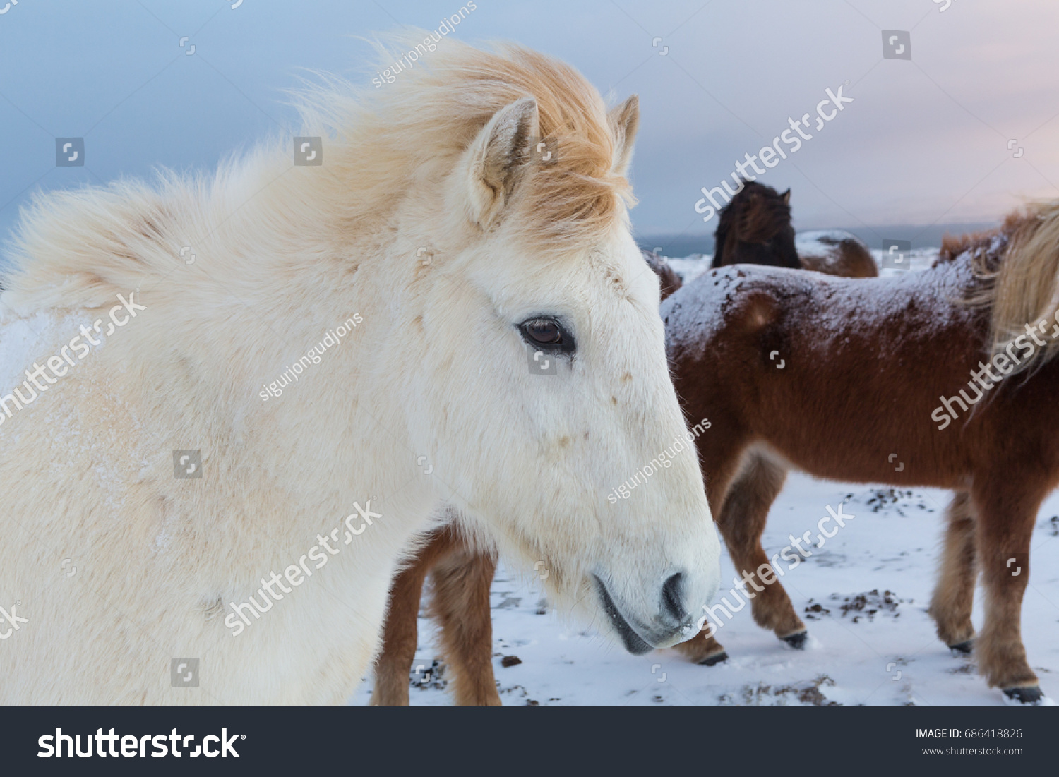 Close up of a white Icelandic horse in the winter time  during dusk hours.