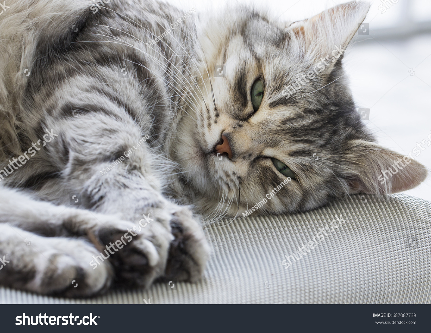 cutecatfindingcuddlessilverfemaleofsiberiancat