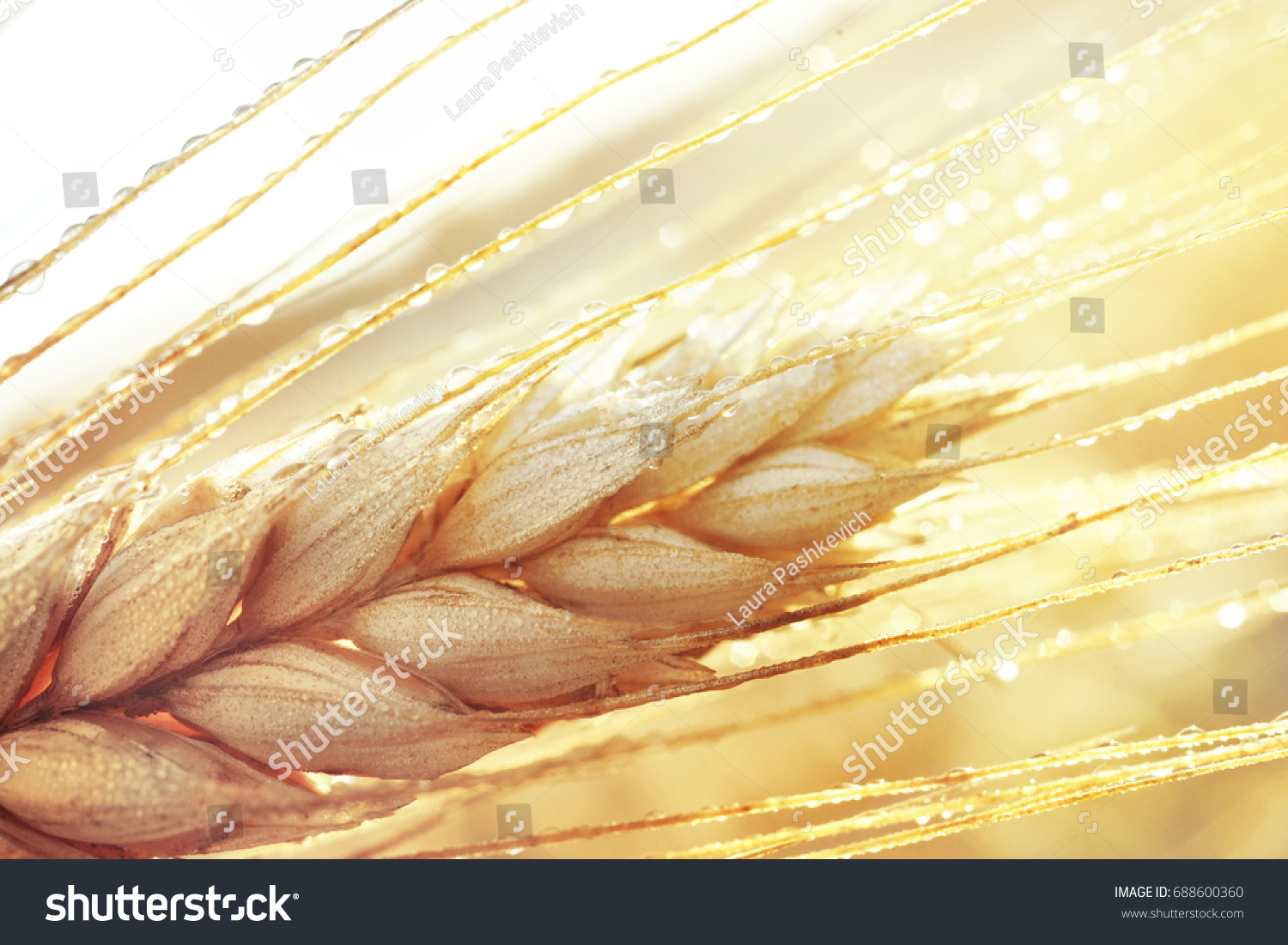 Dew drops on a gold ripe wheat ear close-up macro in sunlight . Wheat ear in droplets of dew in nature on a soft blurry golden background