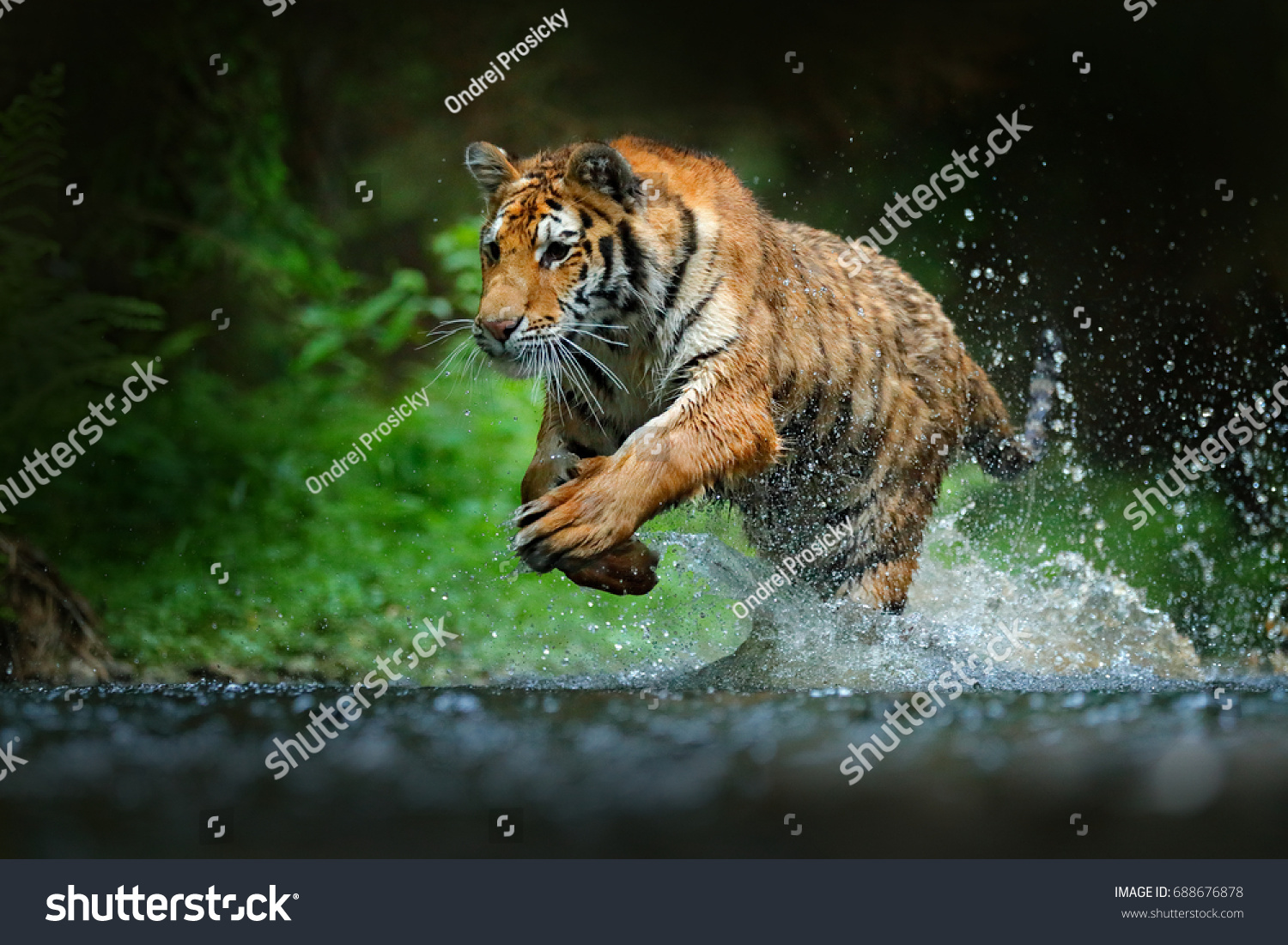 Tiger running in the water. Dangerous animal  taiga in Russia. Animal in the forest stream. Action wildlife scene with wild cat splashing water in nature habitat.