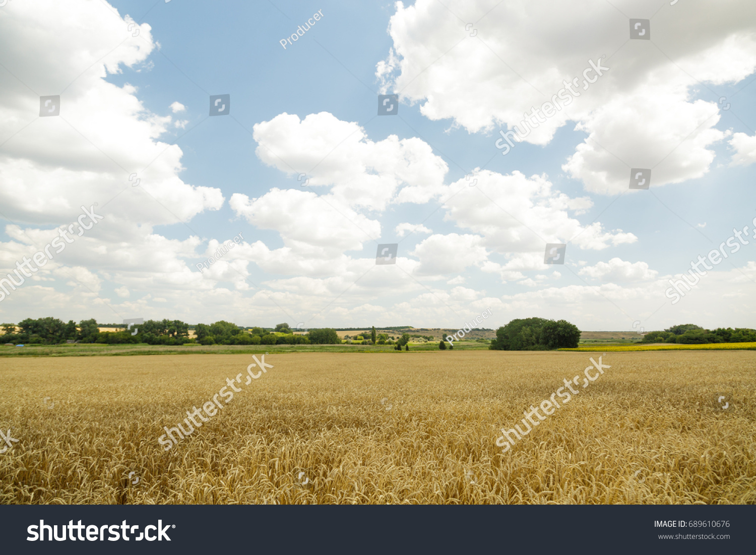 wheat field and cloudy sky. agricultural background.