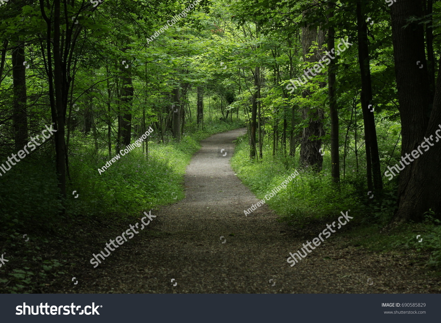 A Walk Threw The Woods