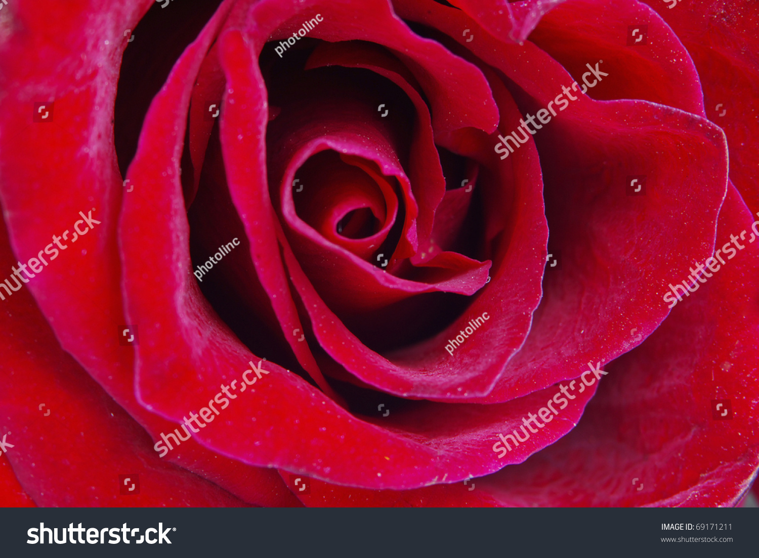 Macro image of dark red rose