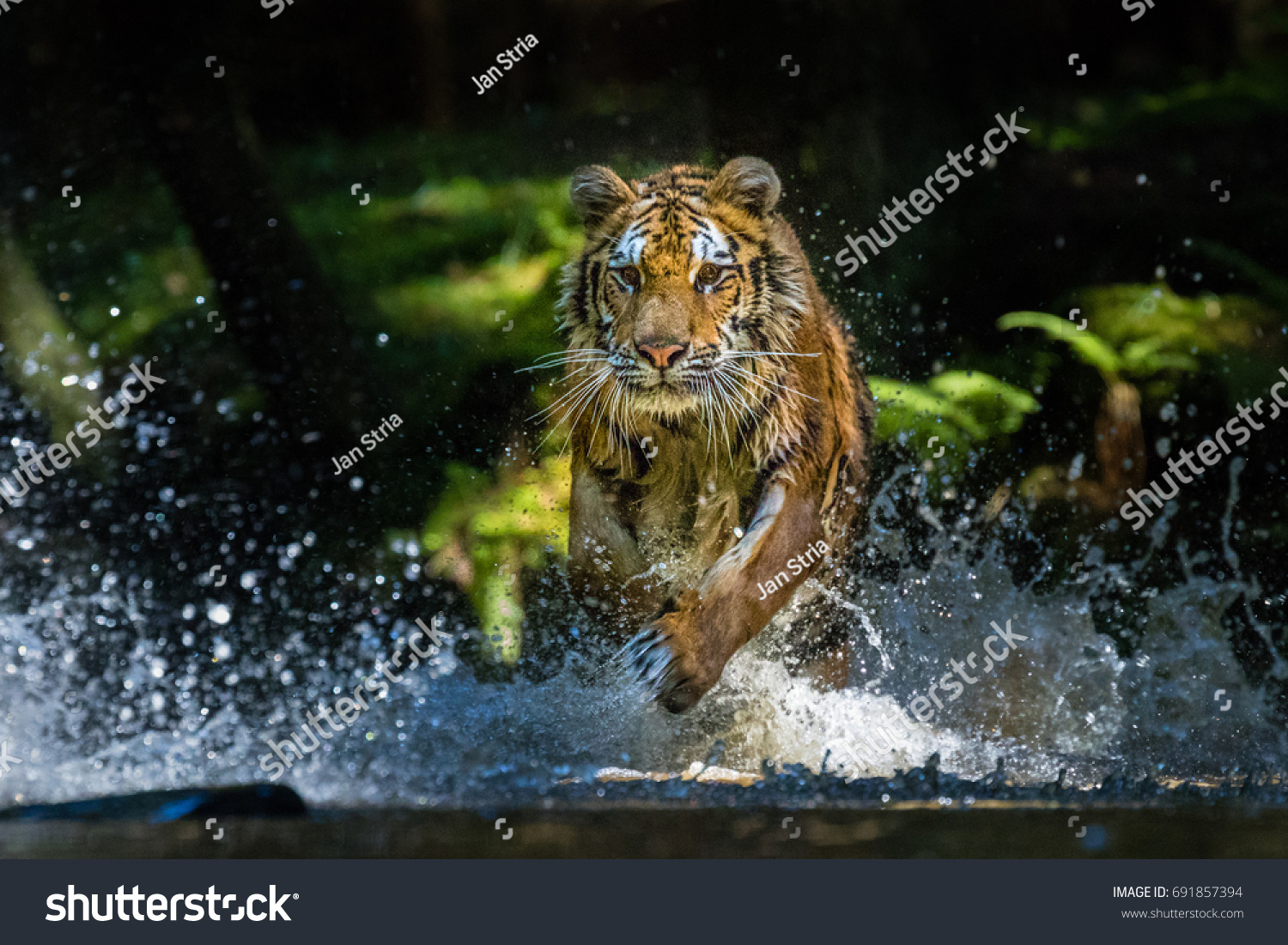 Young Siberian Tiger running through forest stream. Looking very dangerous and determined. Amazing and beautiful this majestic animal.