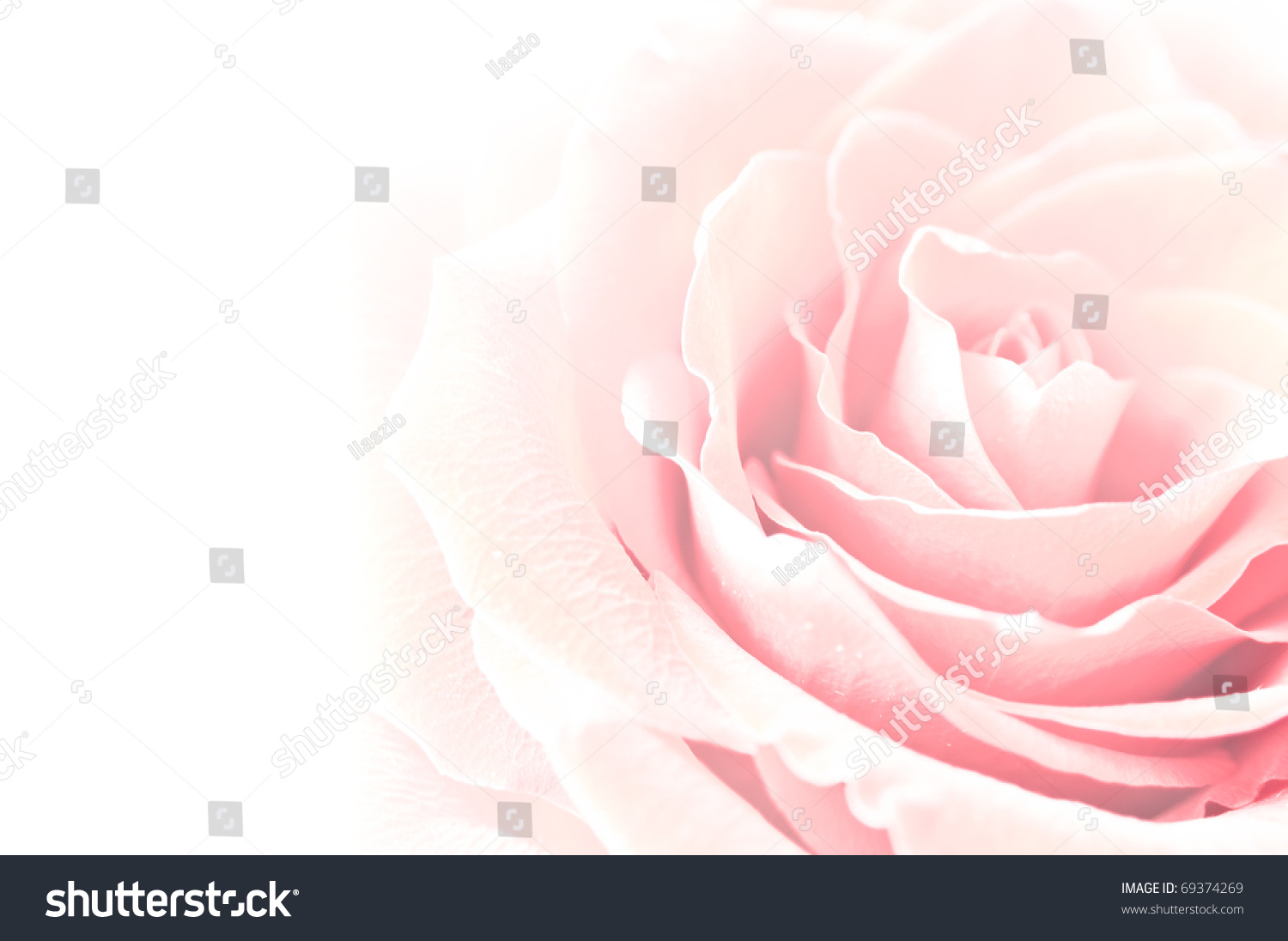 pink rose macro