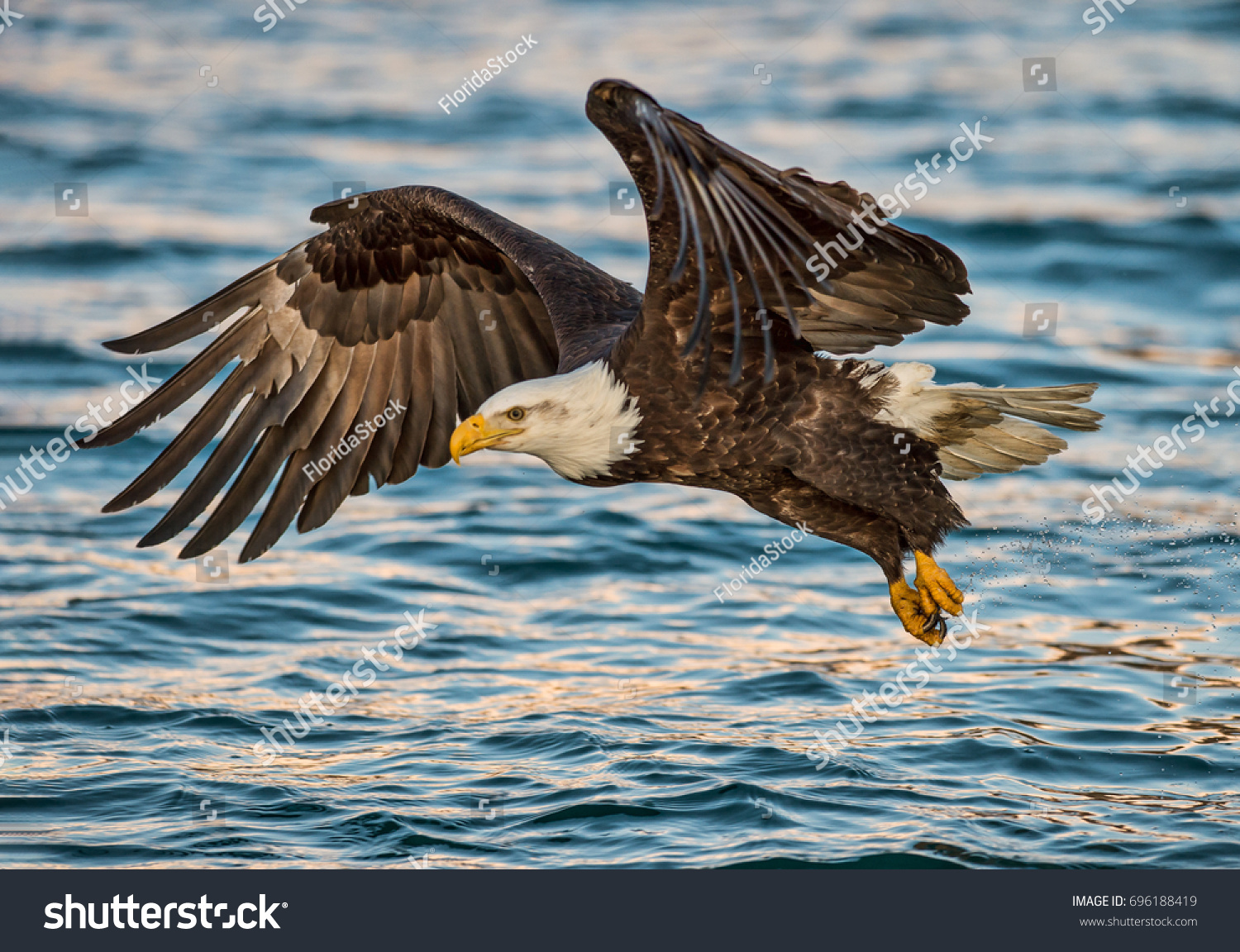american bald eagle swooping to catch fish in al