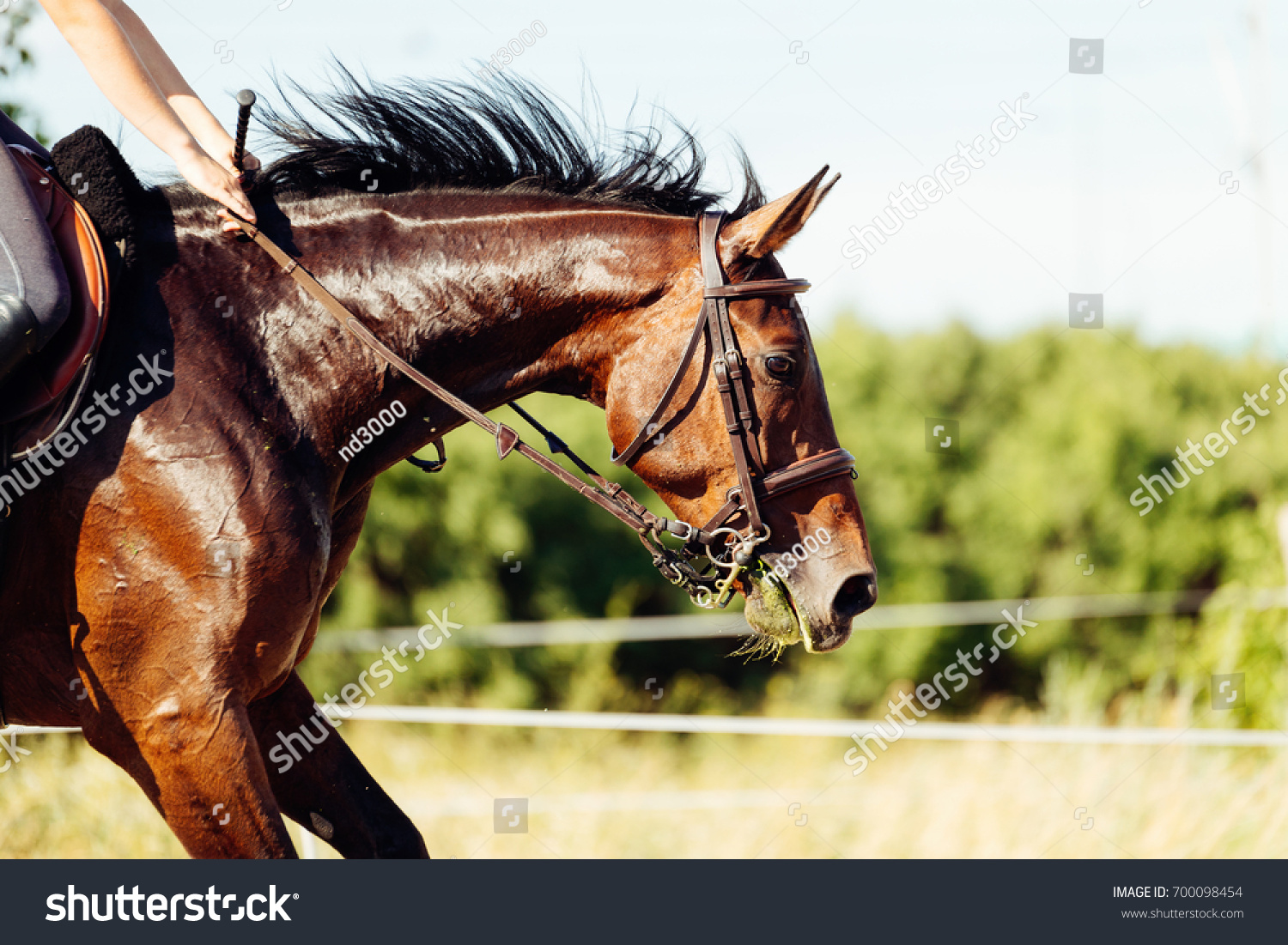 picture of riding horse jumping over obstacle