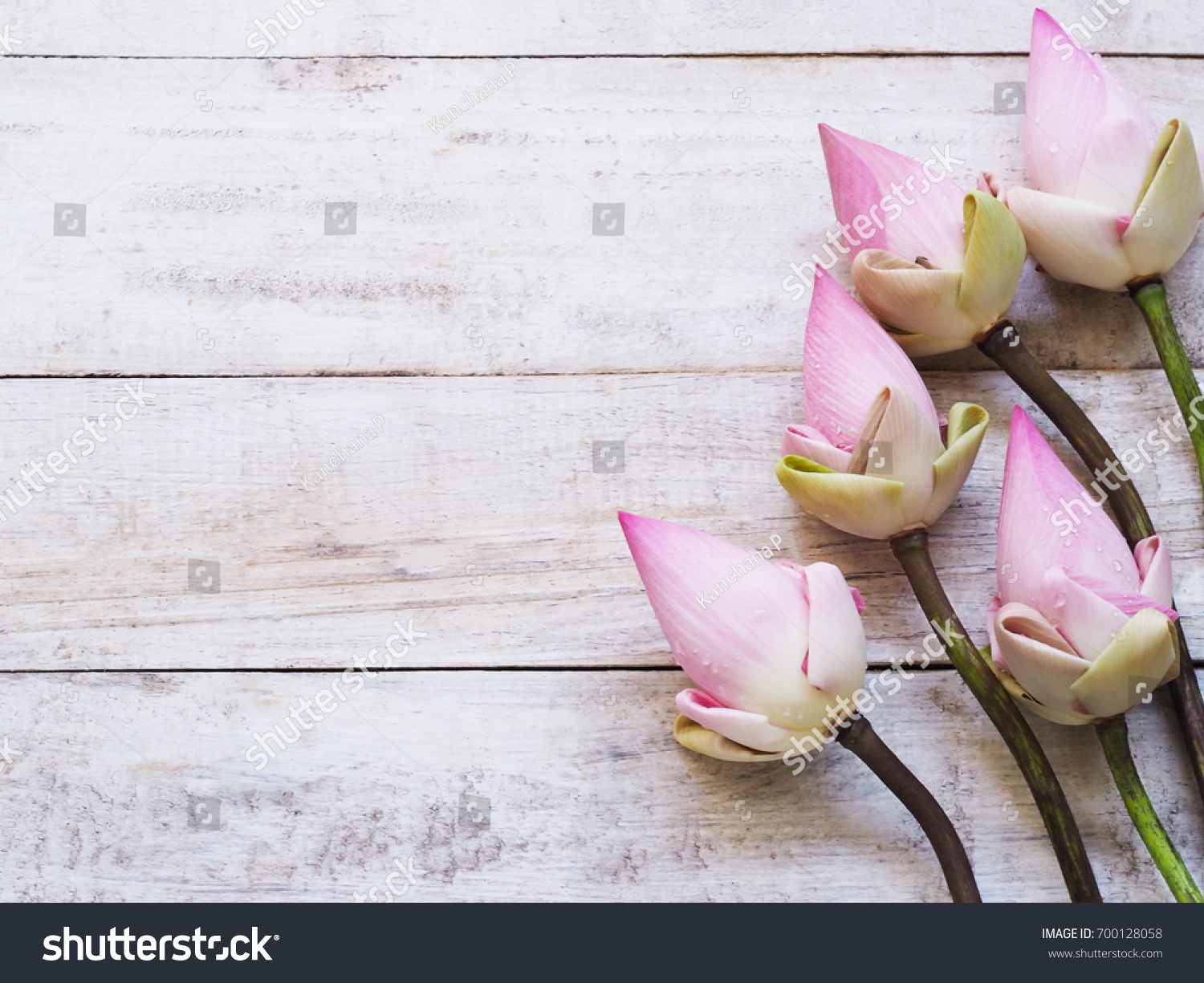 Pink lotus flowers on white wooden table. Spa floral background.