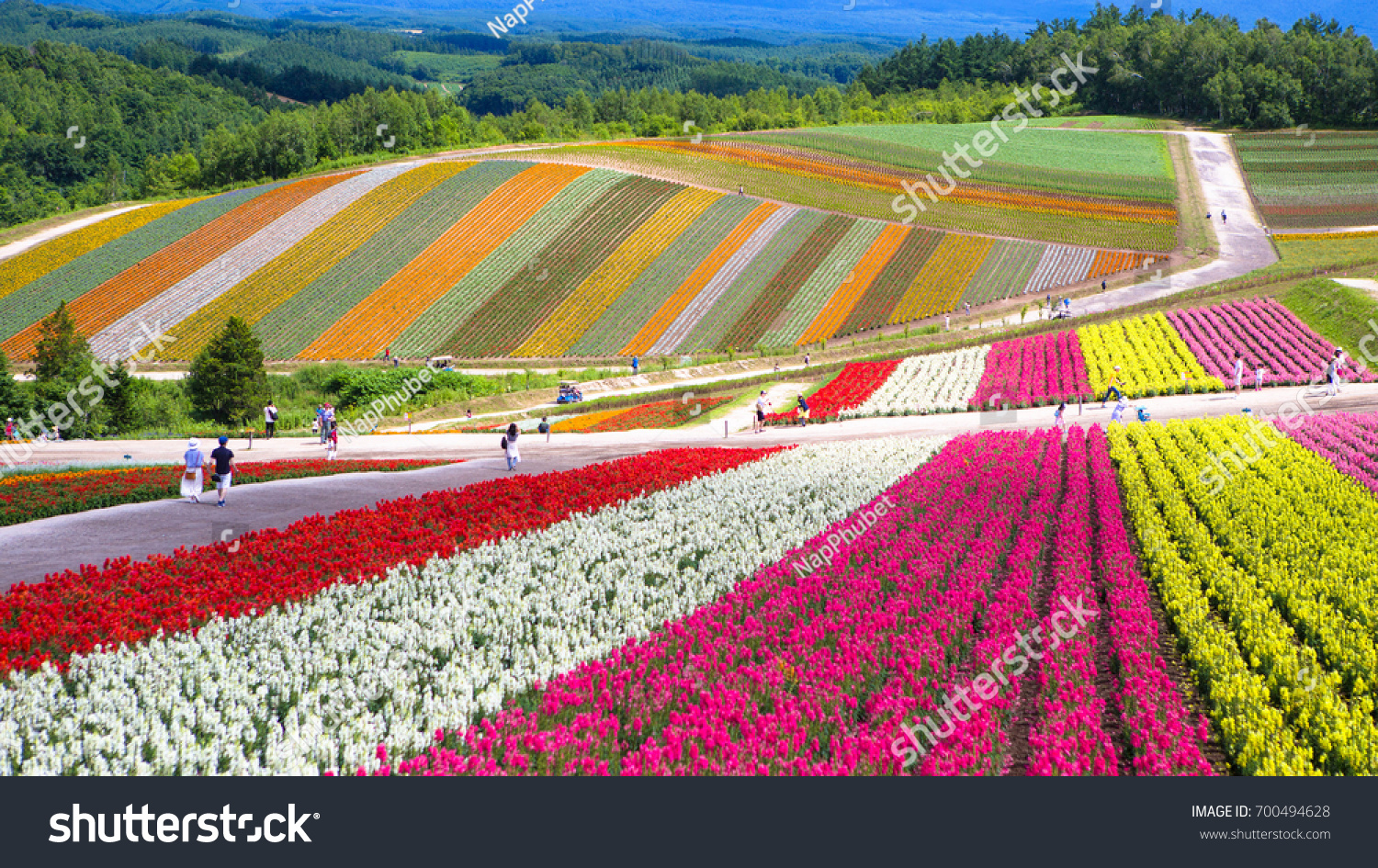 Shikisai-no-oka Farm  Hokkaido  Japan
