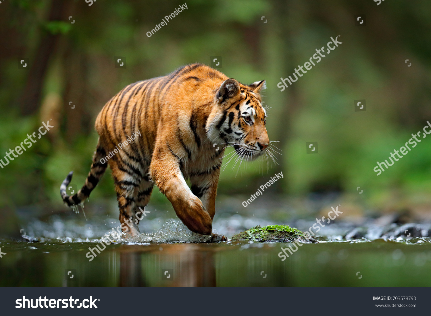 Tiger wildlife scene  wild cat  nature habitat. Amur tiger walking in river water. Danger animal  tajga  Russia. Animal in green forest stream. Grey stone  river droplet. Siberian tiger splash water.
