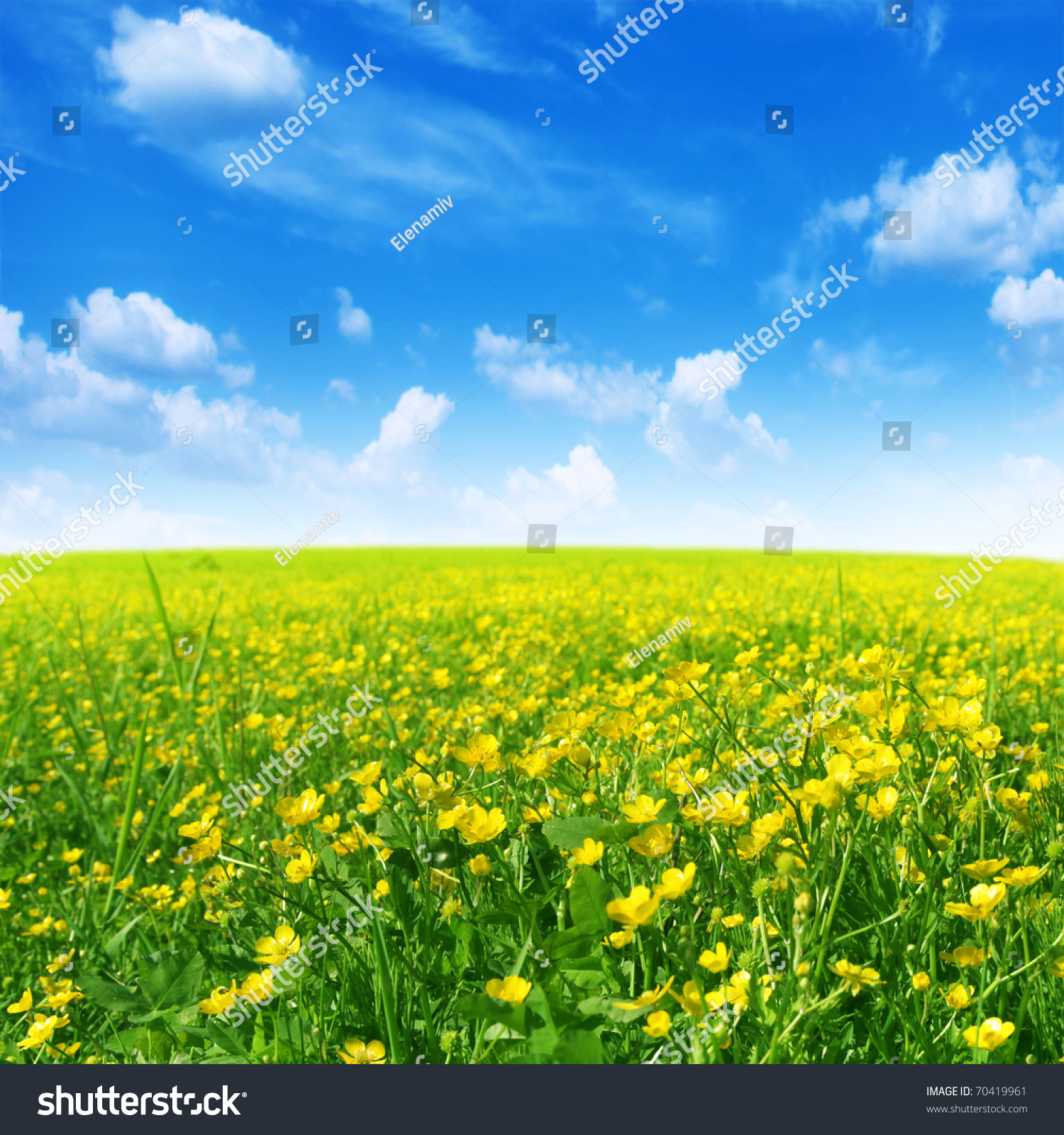Spring flower field and blue sky.