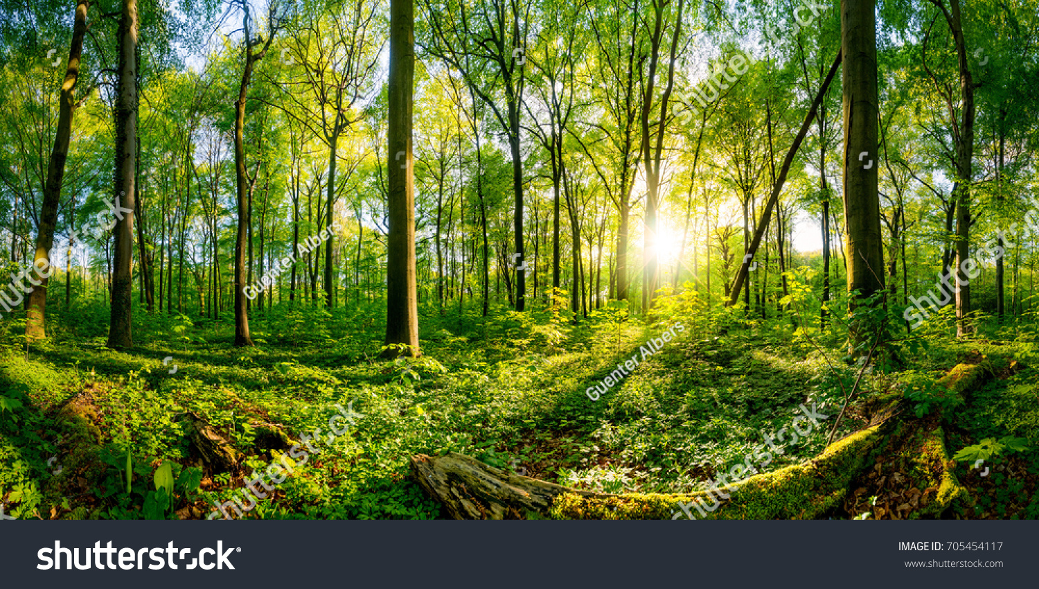 Sunset in the forest