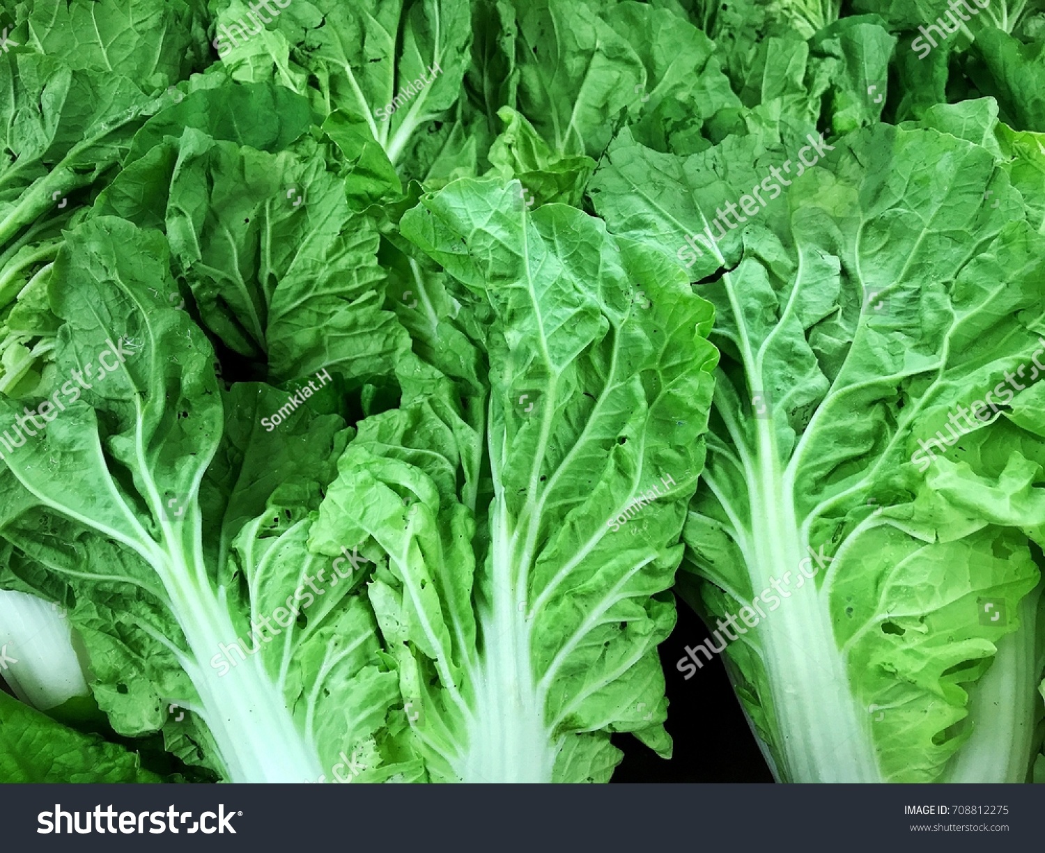 fresh vegetables from the farm